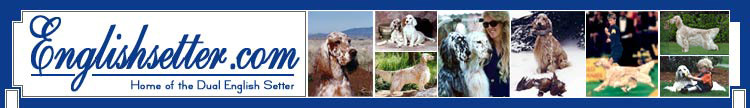 EnglishSetter.com
